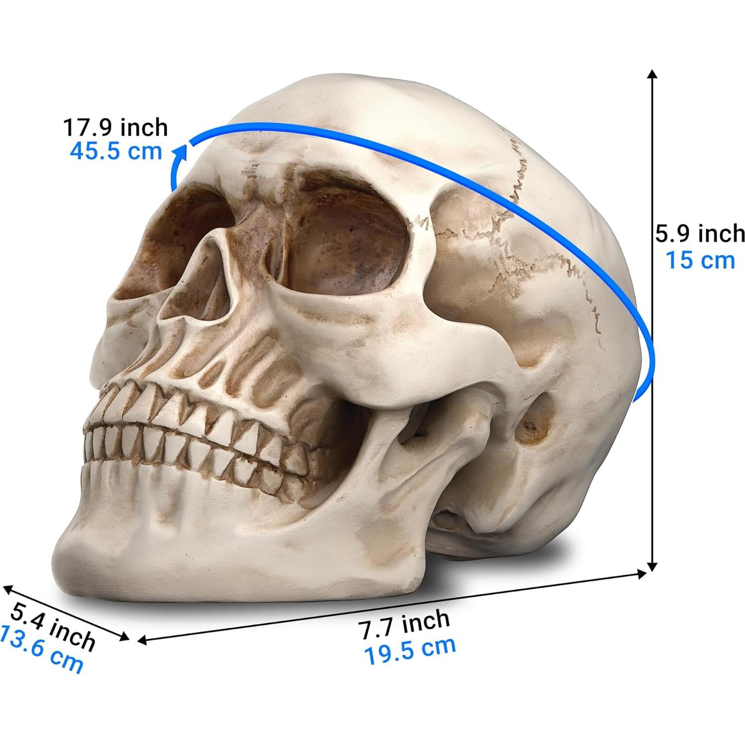 Calavera de Resina READAEER para Decoración del Hogar 19.5cm