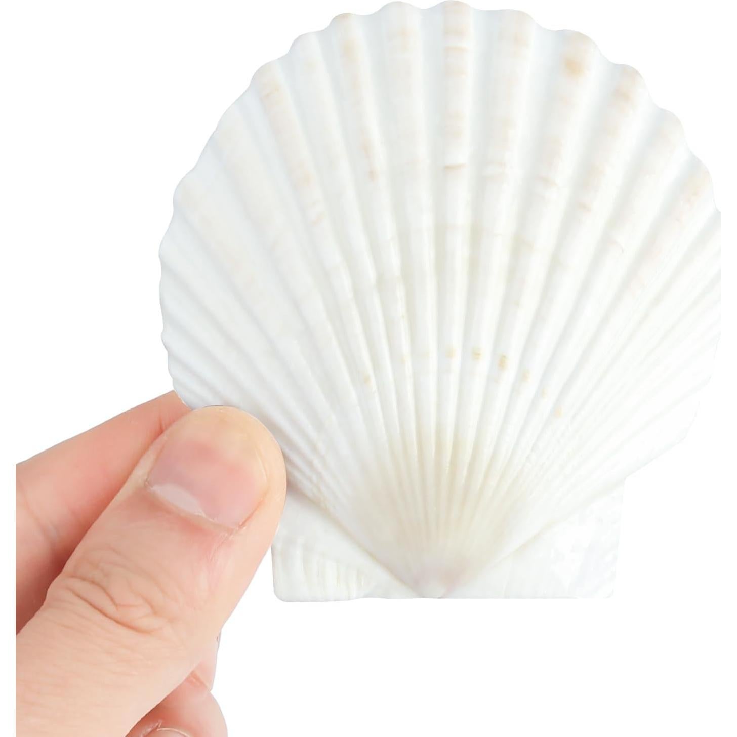 20 Conchas de Vieira Naturales 7-8 cm para Manualidades