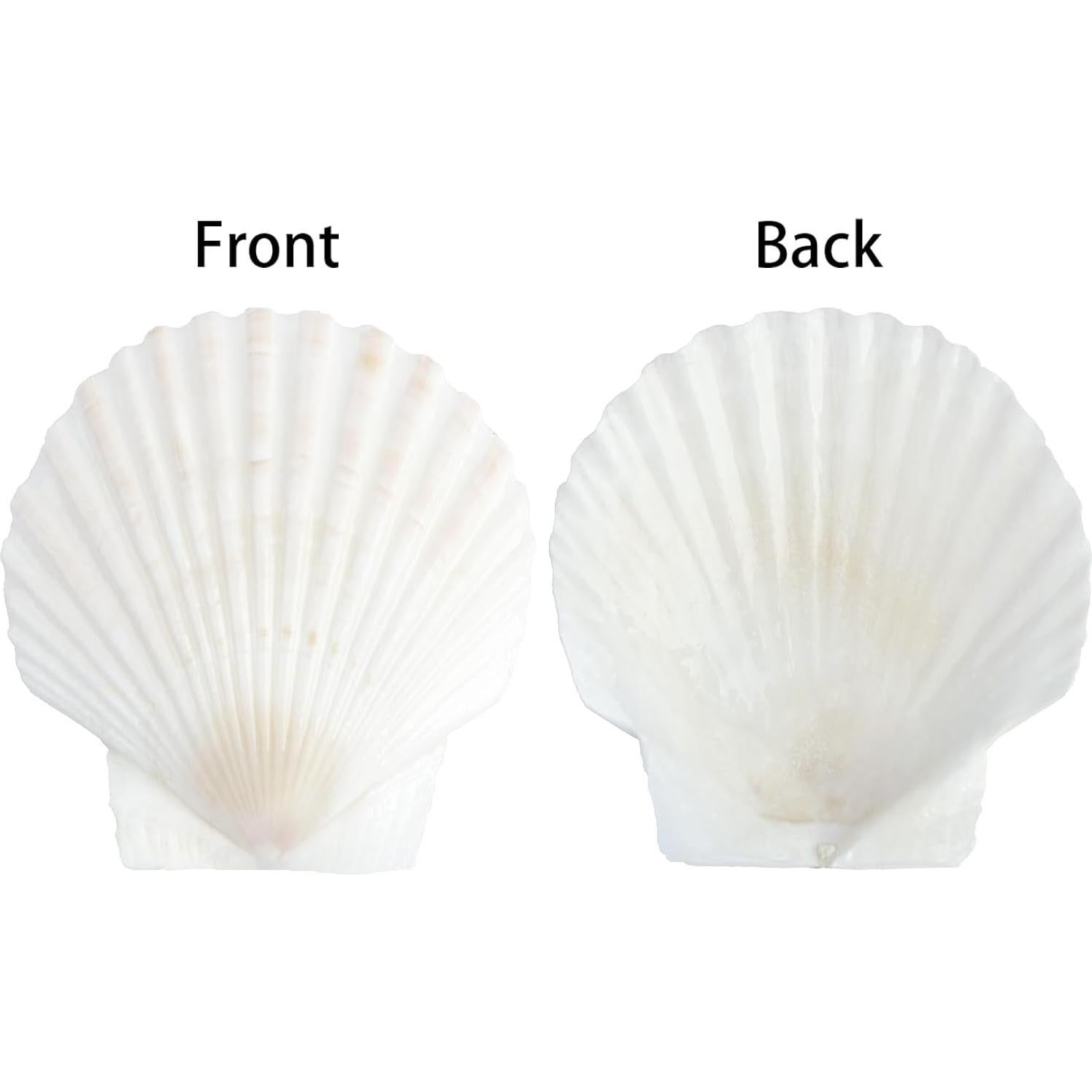 20 Conchas de Vieira Naturales 7-8 cm para Manualidades