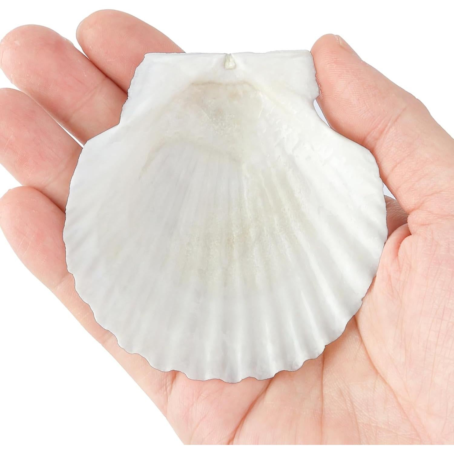 20 Conchas de Vieira Naturales 7-8 cm para Manualidades