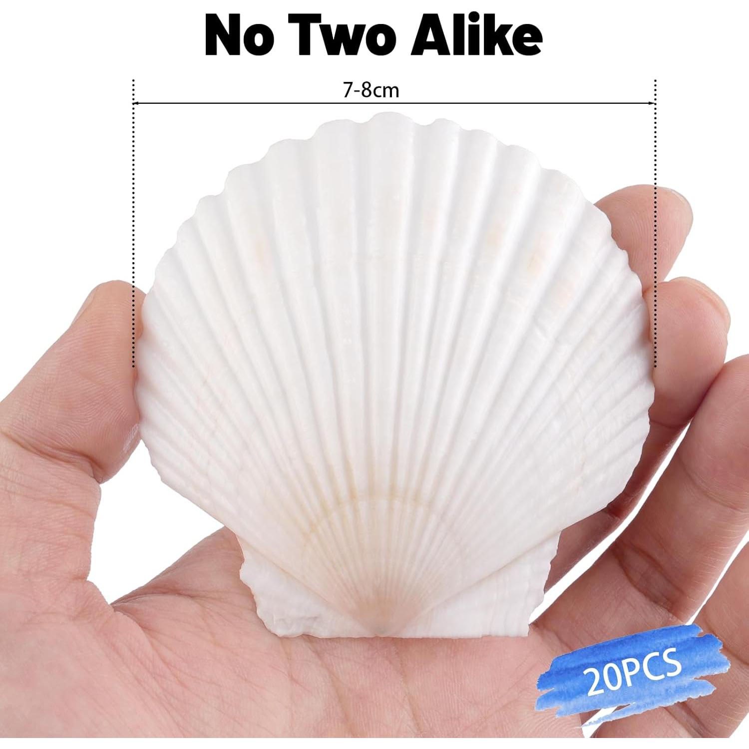 20 Conchas de Vieira Naturales 7-8 cm para Manualidades