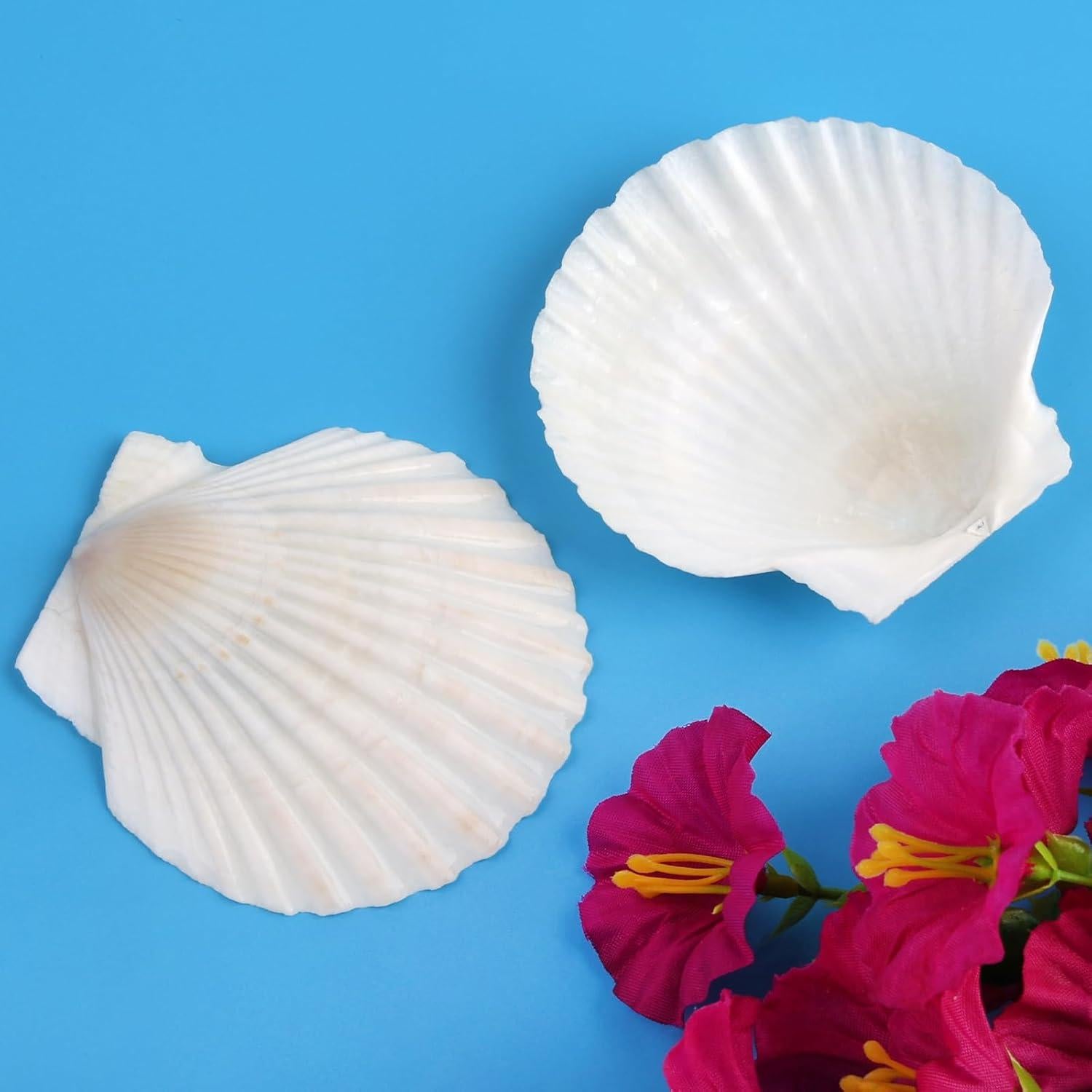 20 Conchas de Vieira Naturales 7-8 cm para Manualidades