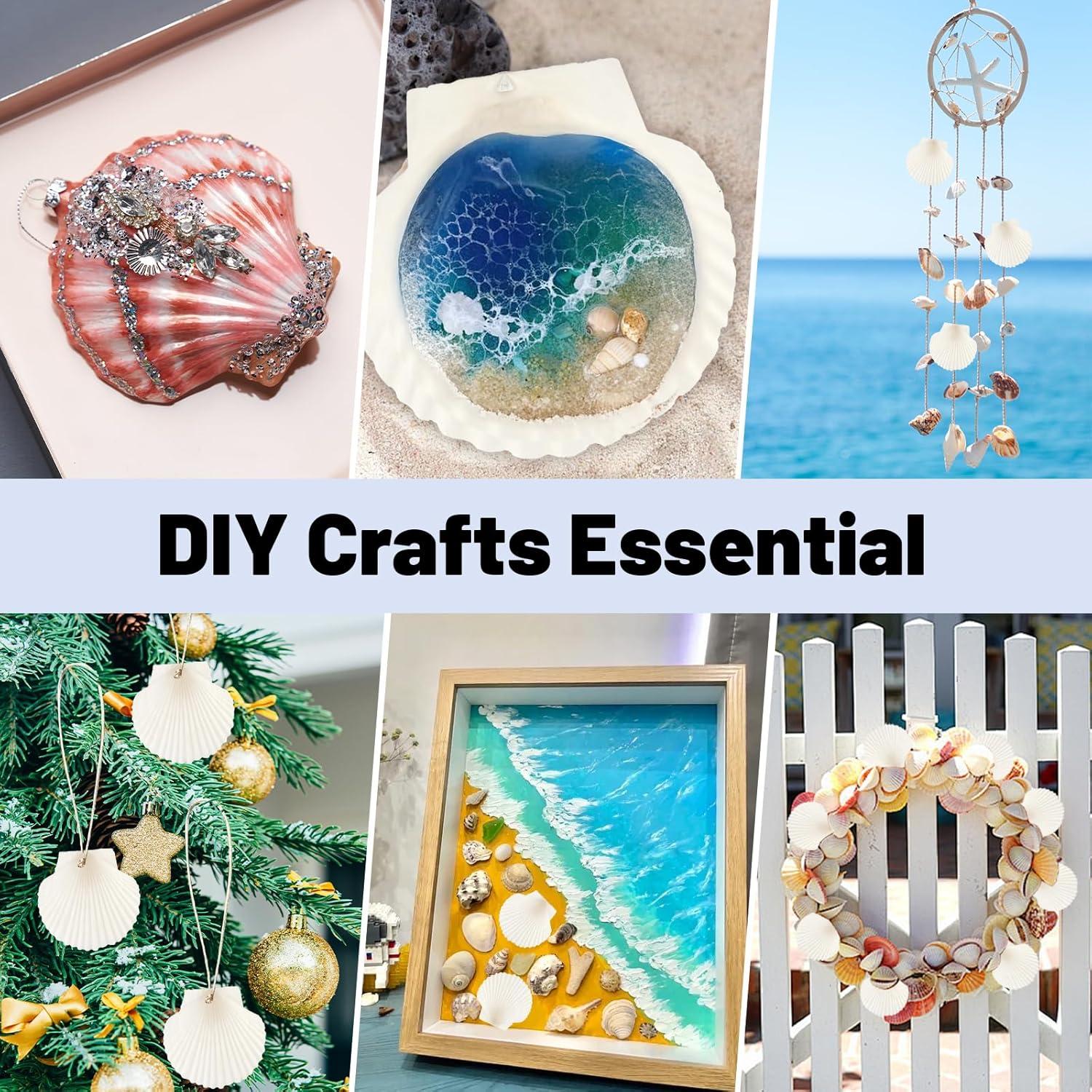 20 Conchas de Vieira Naturales 7-8 cm para Manualidades