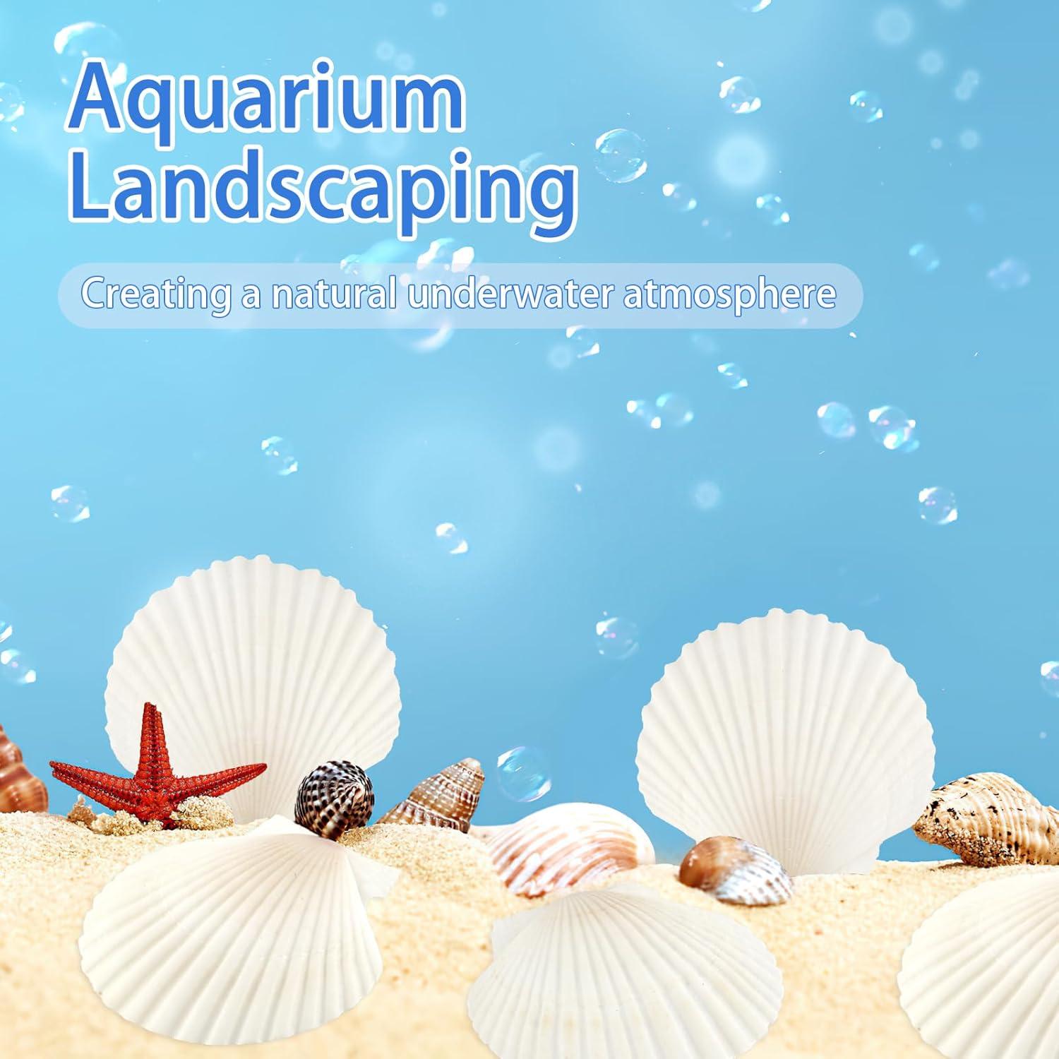 20 Conchas de Vieira Naturales 7-8 cm para Manualidades