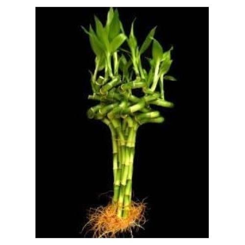 Planta de Bambú de la Suerte Genérico, 10 Tallos, 20 cm