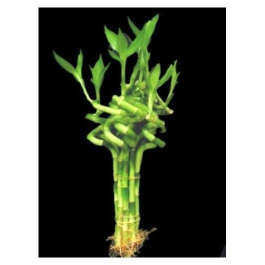Bambú de la Suerte Vivo - 10 Tallos Espirales 15 cm - Genérico