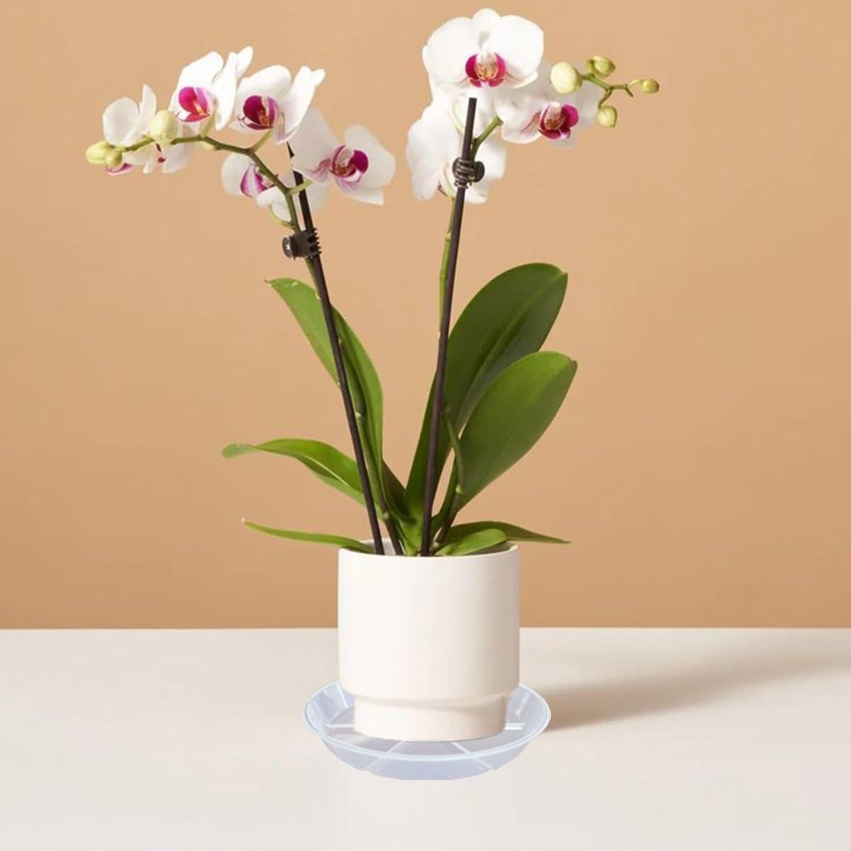 Juego de 6 Platos para Plantas 16.8 cm MSKIAUO Transparentes