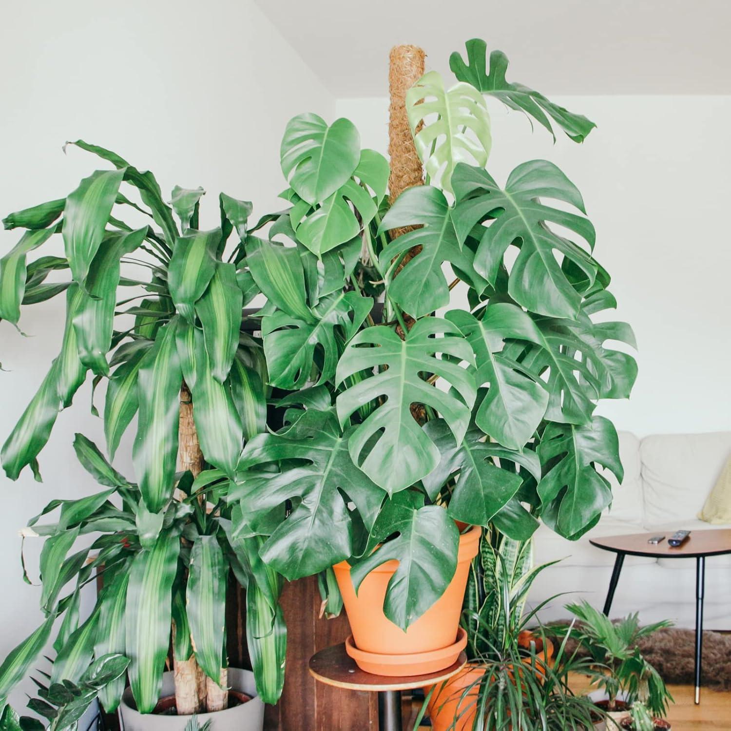 Postes de Musgo de Coco JJGoo 4 Pack 43 cm Soporte Plantas