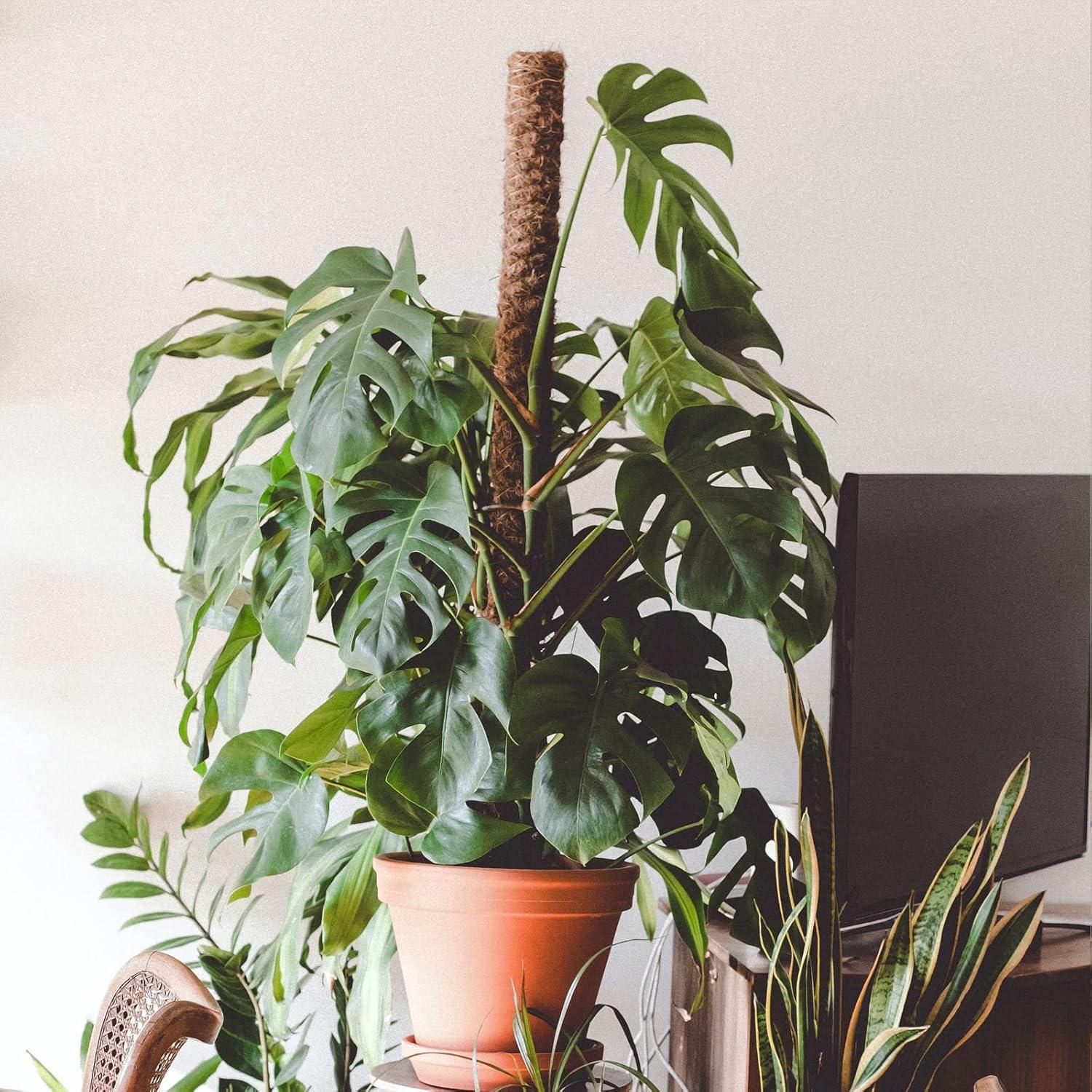 Postes de Musgo de Coco JJGoo 4 Pack 43 cm Soporte Plantas