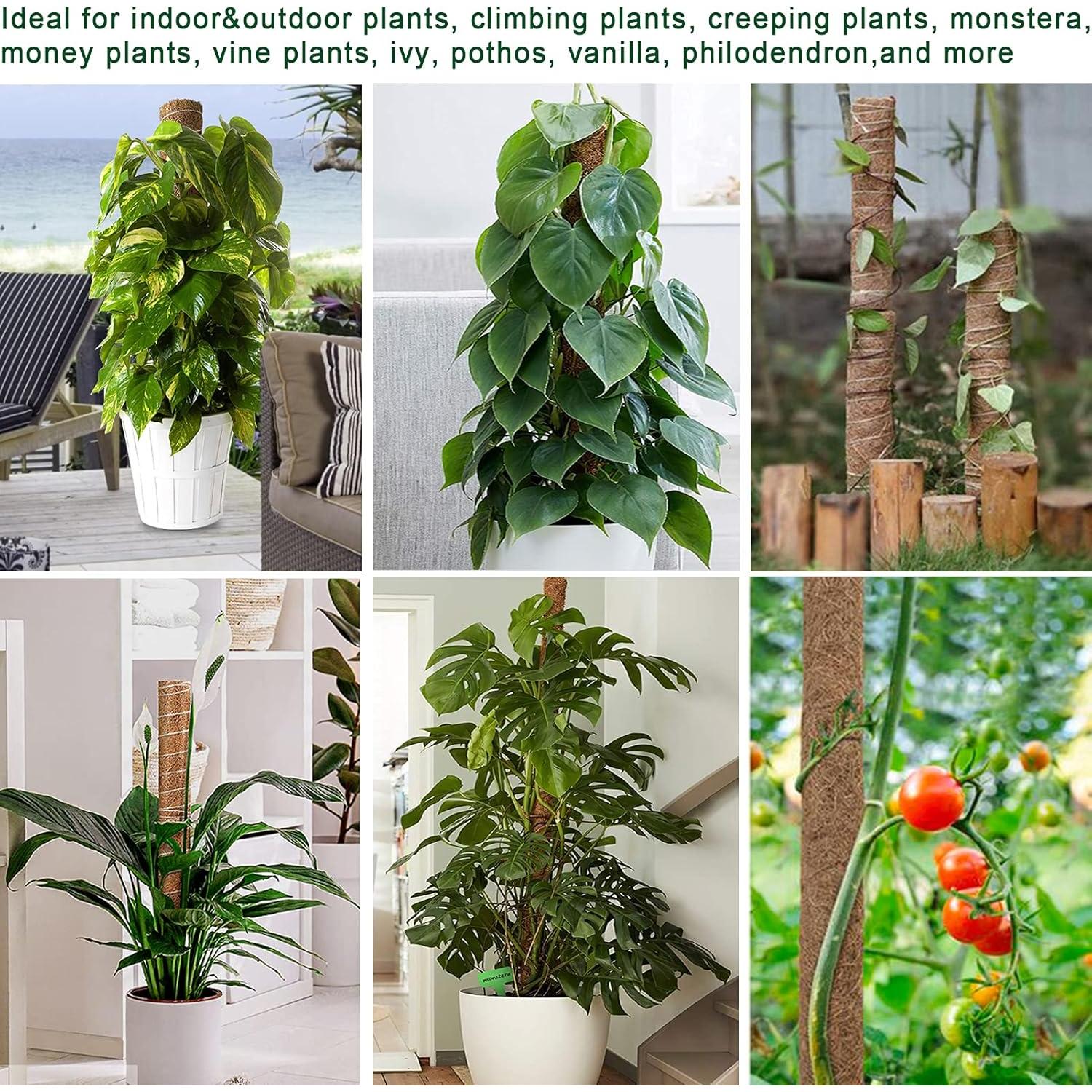 Palo de Musgo Fabulas 40 cm x 4 Piezas Soporte Plantas