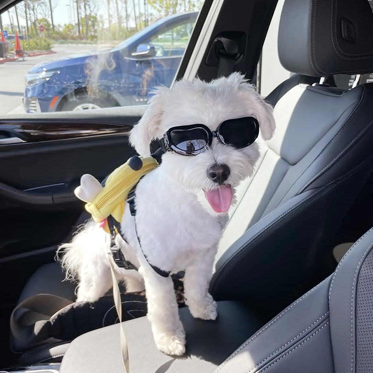 Gafas de sol para perros Enjoying UV400 negras - Ajustables