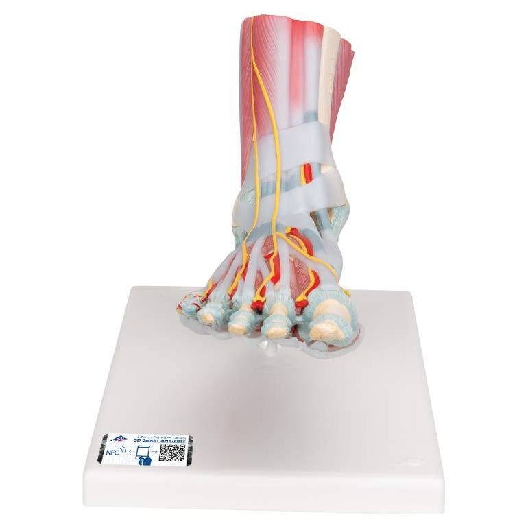 Esqueleto de pie 3B Scientific M34/1 con ligamentos y músculos