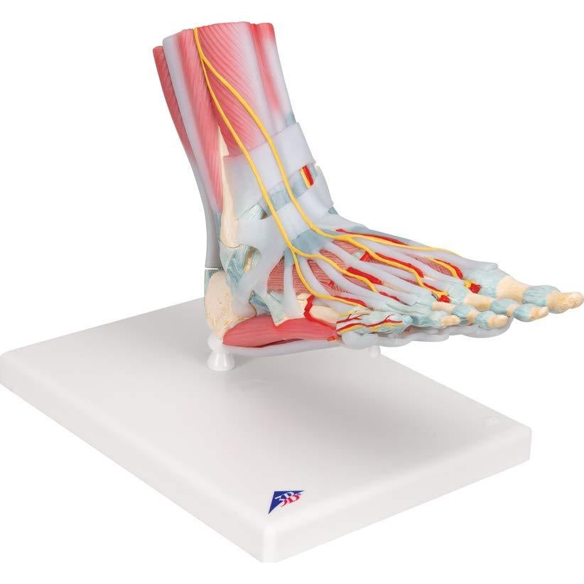Esqueleto de pie 3B Scientific M34/1 con ligamentos y músculos