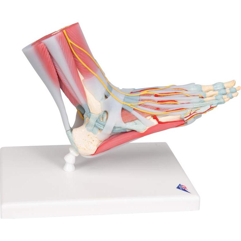 Esqueleto de pie 3B Scientific M34/1 con ligamentos y músculos