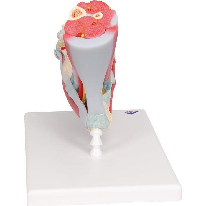 Esqueleto de pie 3B Scientific M34/1 con ligamentos y músculos