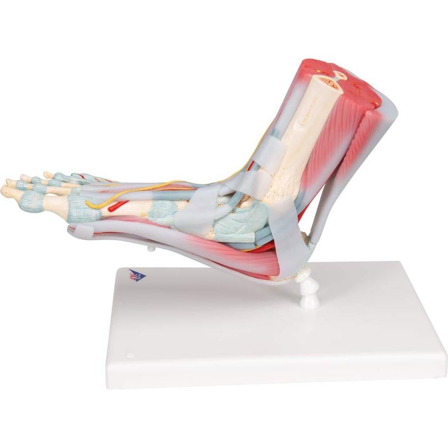 Esqueleto de pie 3B Scientific M34/1 con ligamentos y músculos