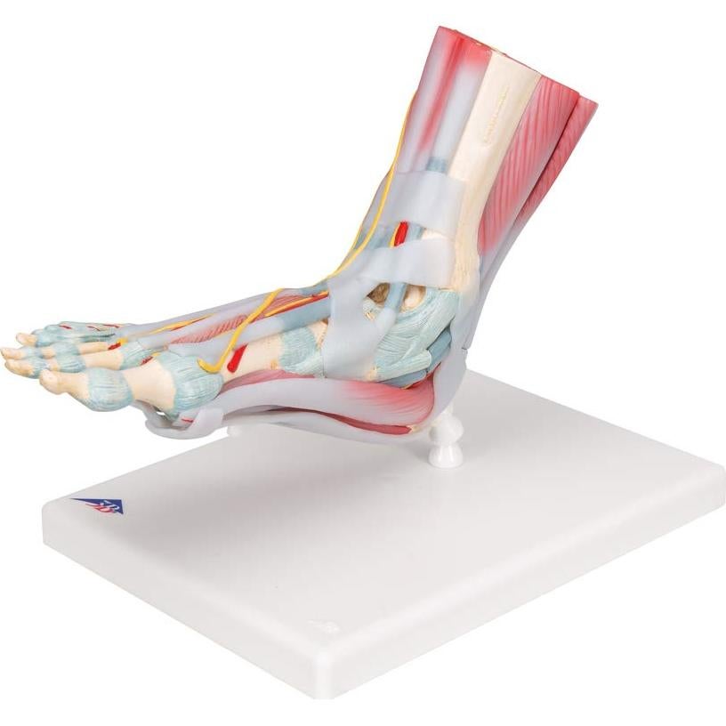 Esqueleto de pie 3B Scientific M34/1 con ligamentos y músculos