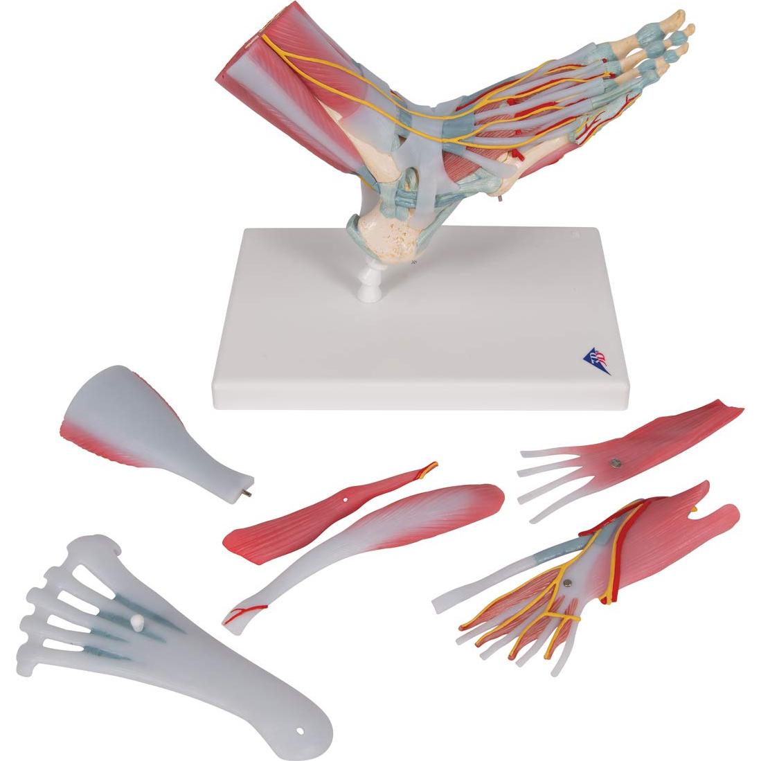 Esqueleto de pie 3B Scientific M34/1 con ligamentos y músculos