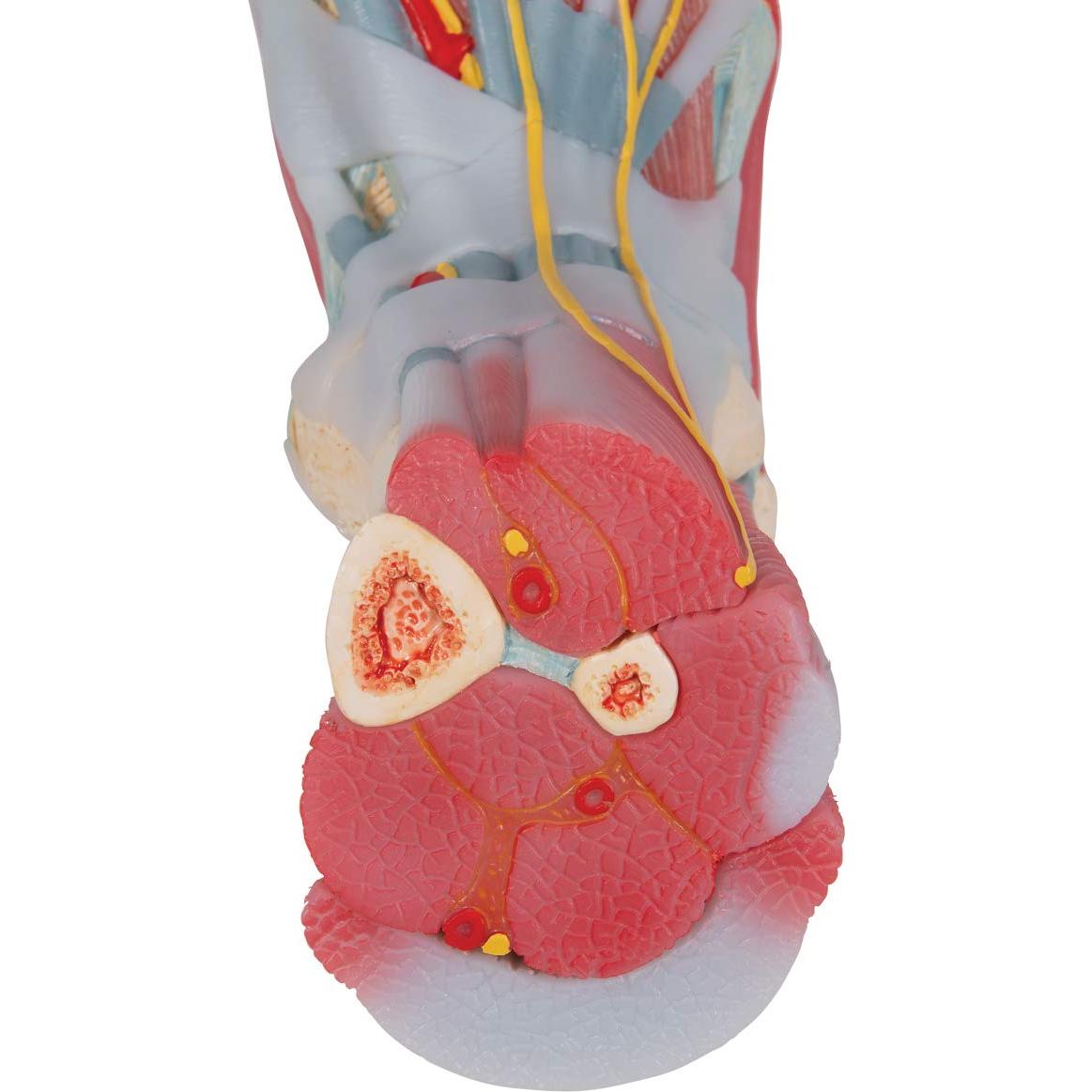 Esqueleto de pie 3B Scientific M34/1 con ligamentos y músculos