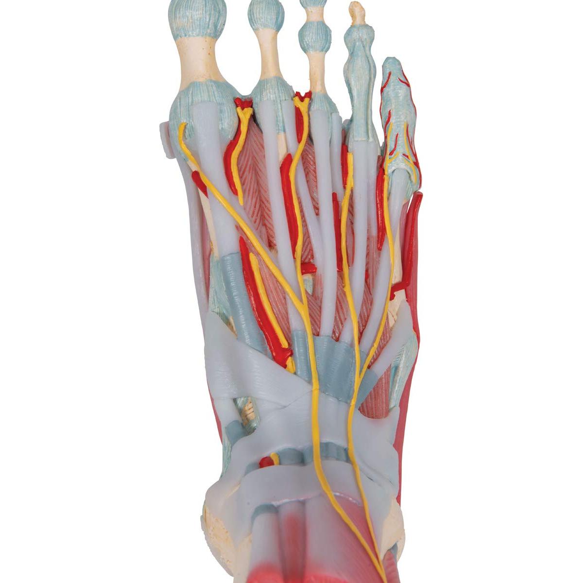Esqueleto de pie 3B Scientific M34/1 con ligamentos y músculos