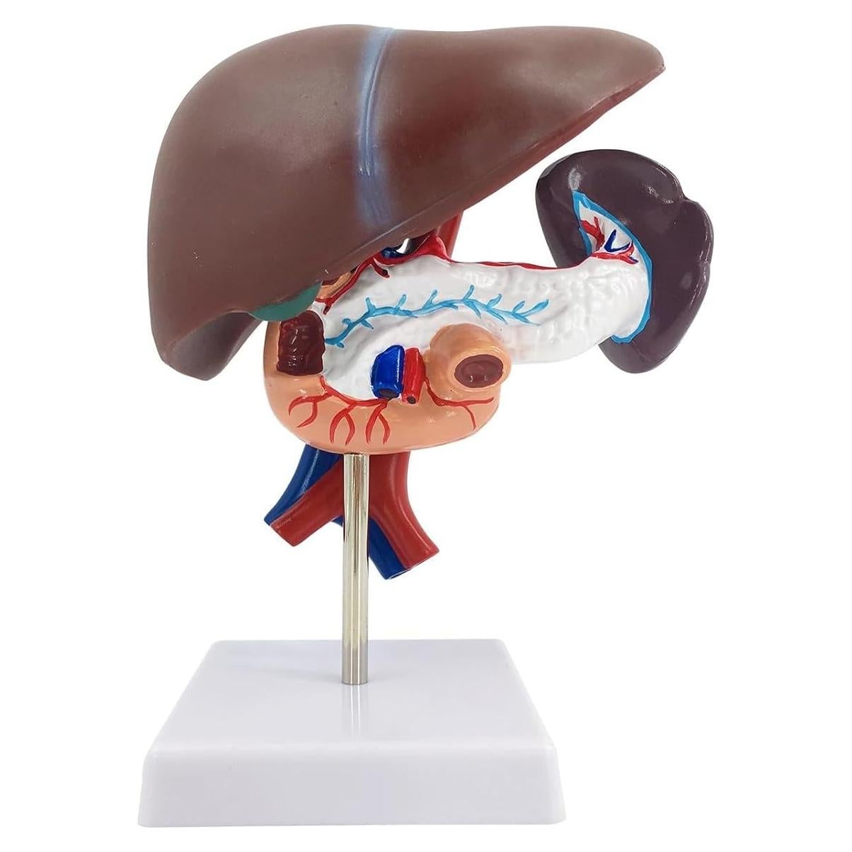 Modelo Anatómico de Hígado, Páncreas y Duodeno qzzXoq