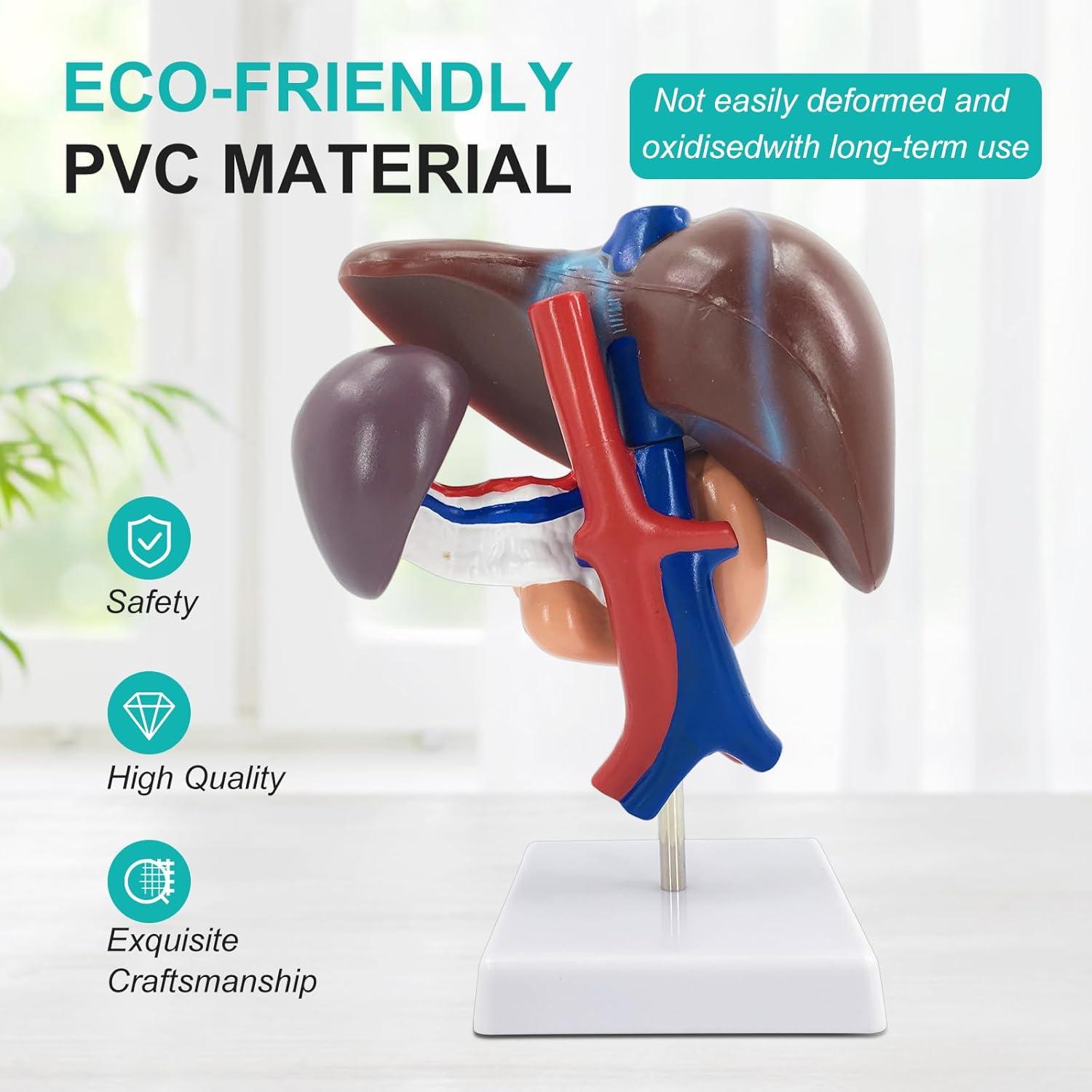 Modelo Anatómico de Hígado, Páncreas y Duodeno qzzXoq