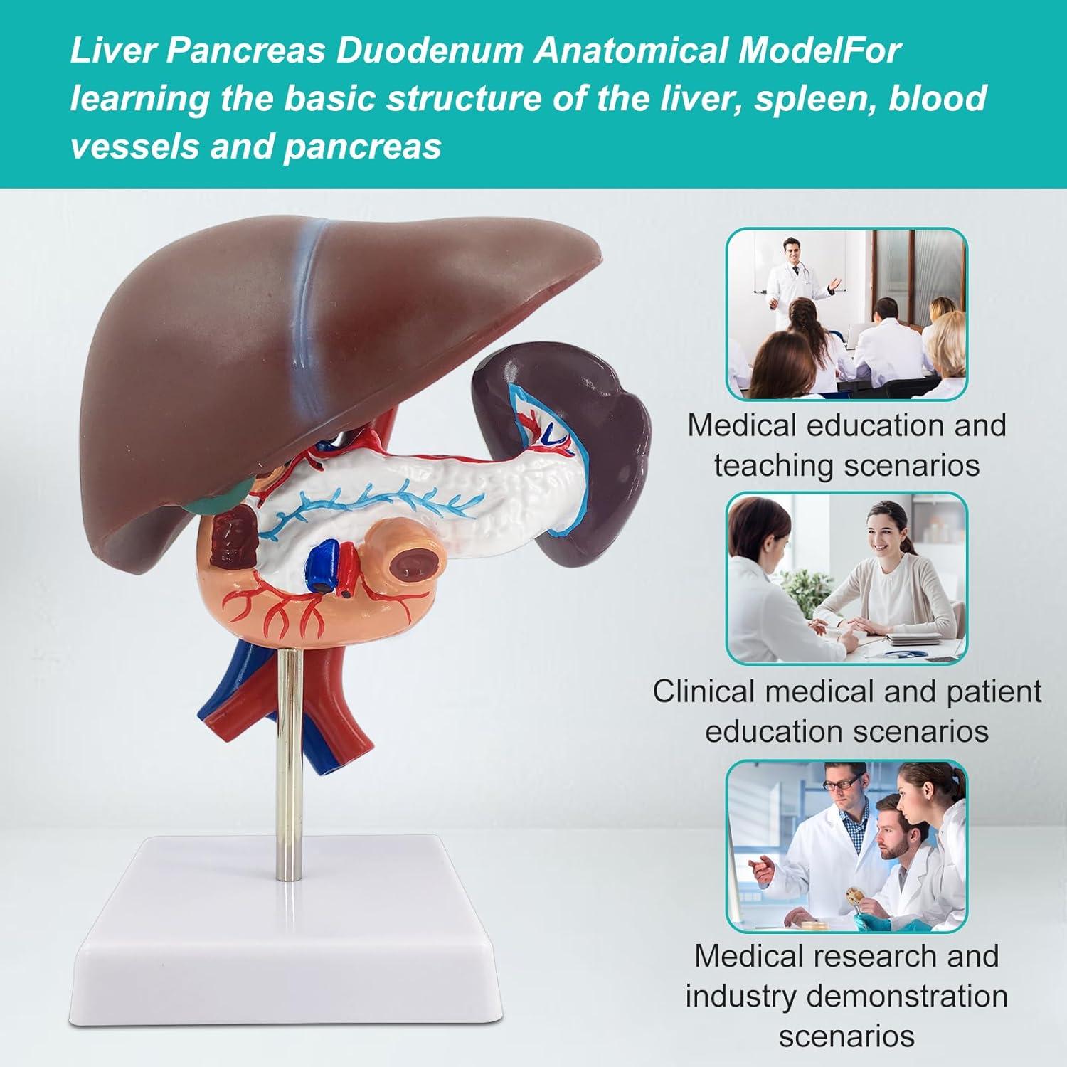 Modelo Anatómico de Hígado, Páncreas y Duodeno qzzXoq