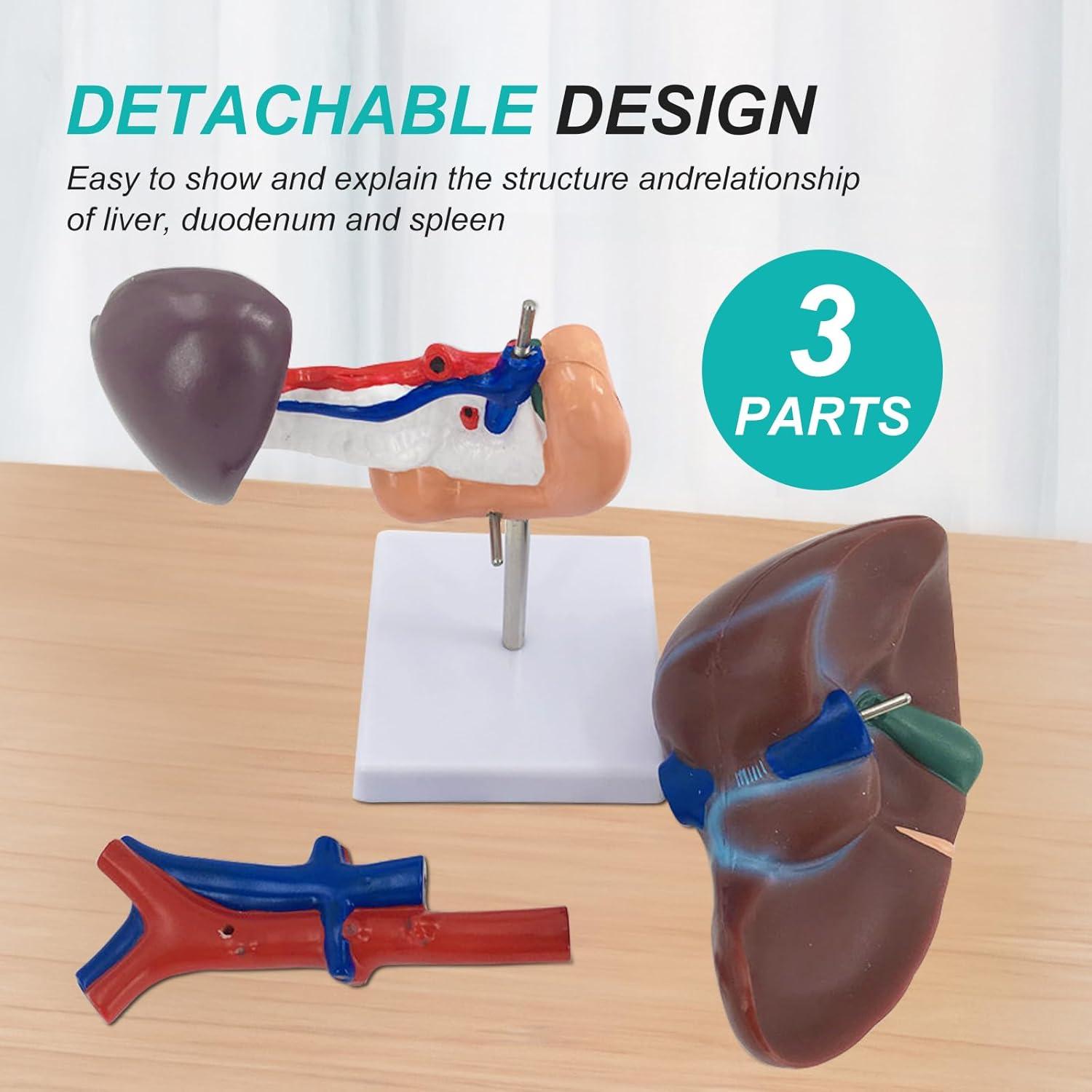Modelo Anatómico de Hígado, Páncreas y Duodeno qzzXoq