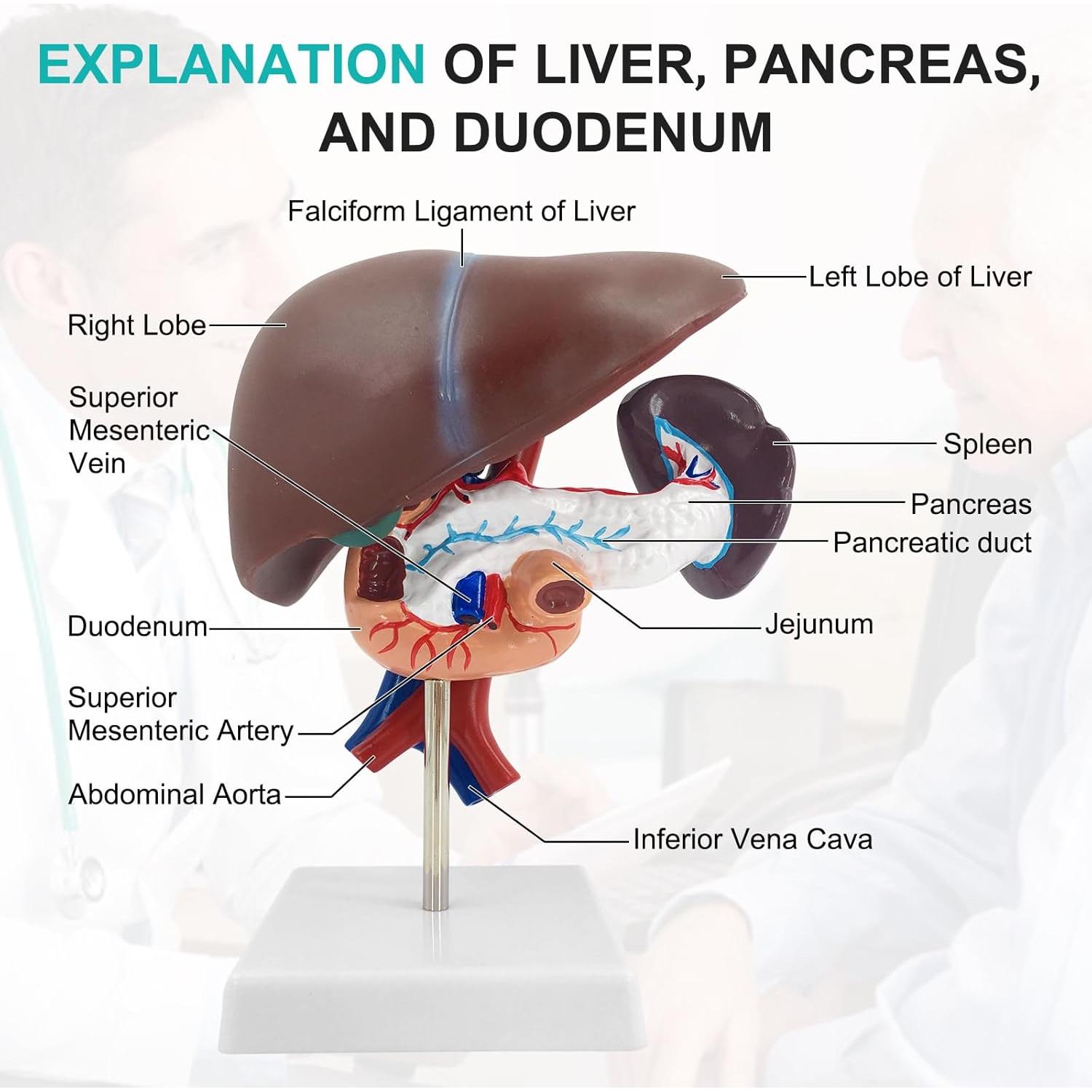 Modelo Anatómico de Hígado, Páncreas y Duodeno qzzXoq