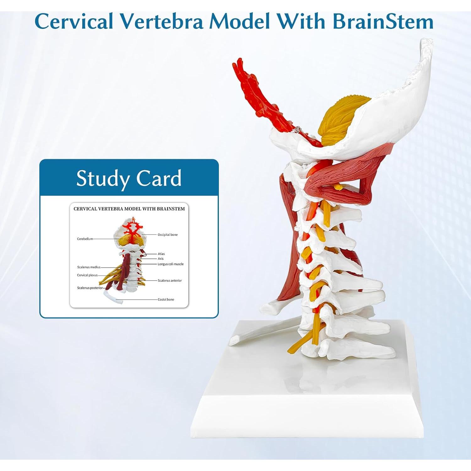 Modelo Anatómico Columna Cervical JNMFTD 28 cm con Tronco Encefálico