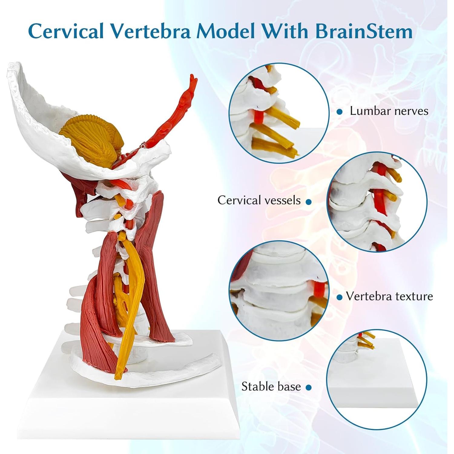 Modelo Anatómico Columna Cervical JNMFTD 28 cm con Tronco Encefálico