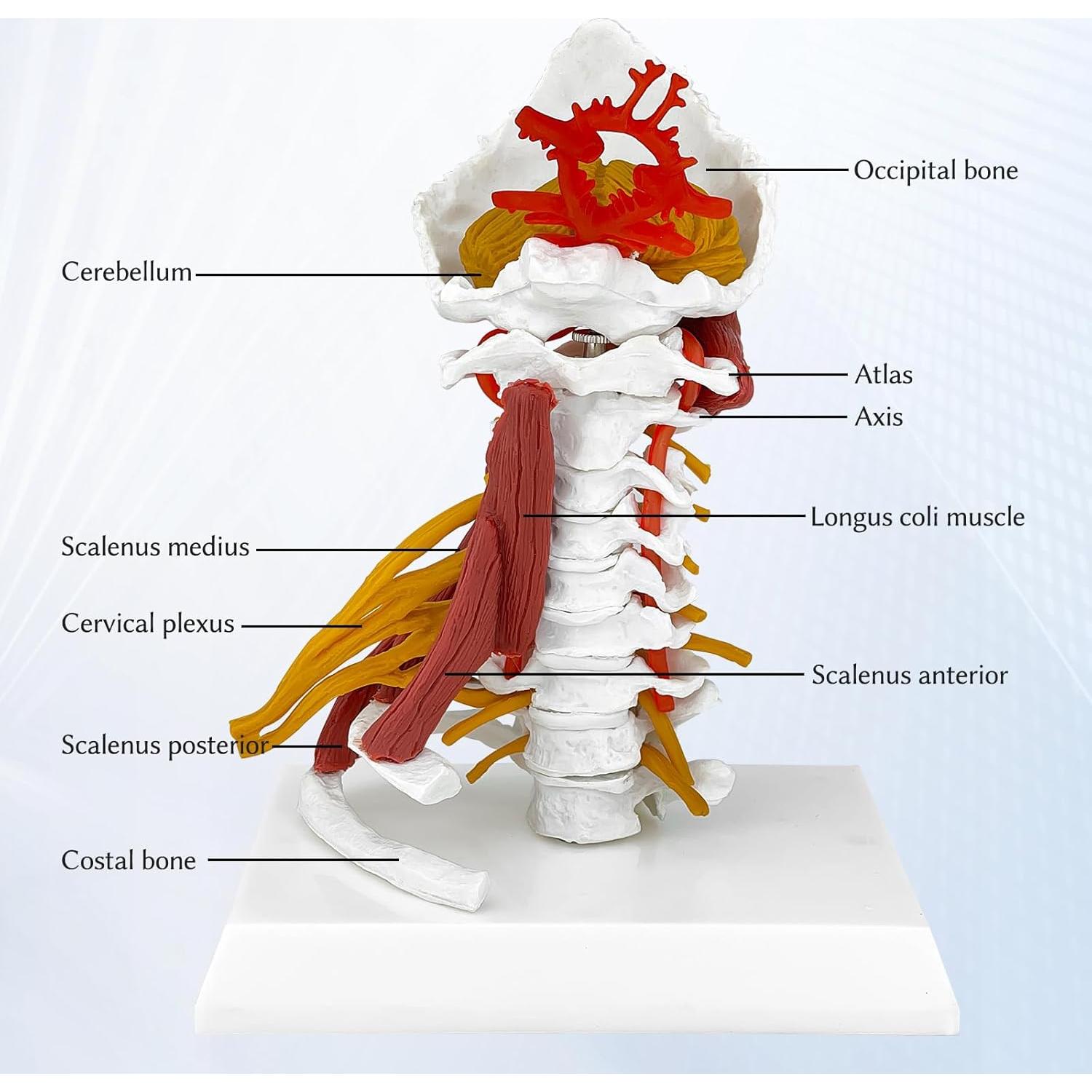 Modelo Anatómico Columna Cervical JNMFTD 28 cm con Tronco Encefálico