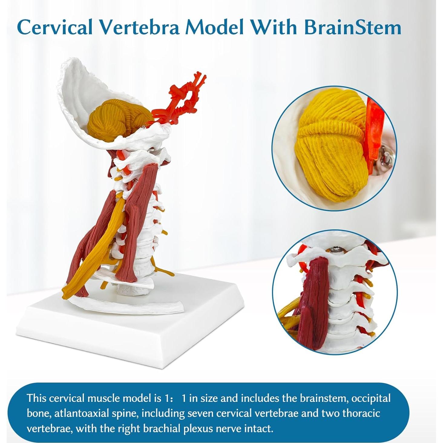 Modelo Anatómico Columna Cervical JNMFTD 28 cm con Tronco Encefálico