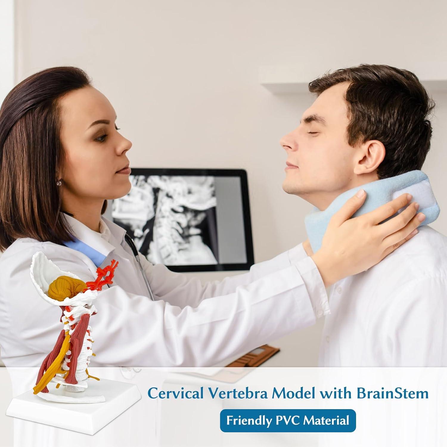 Modelo Anatómico Columna Cervical JNMFTD 28 cm con Tronco Encefálico