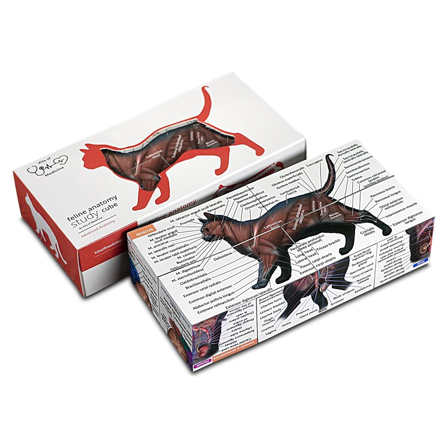 Cubo de Anatomía Felina 3D Kits de Medicina - Estudio Interactivo