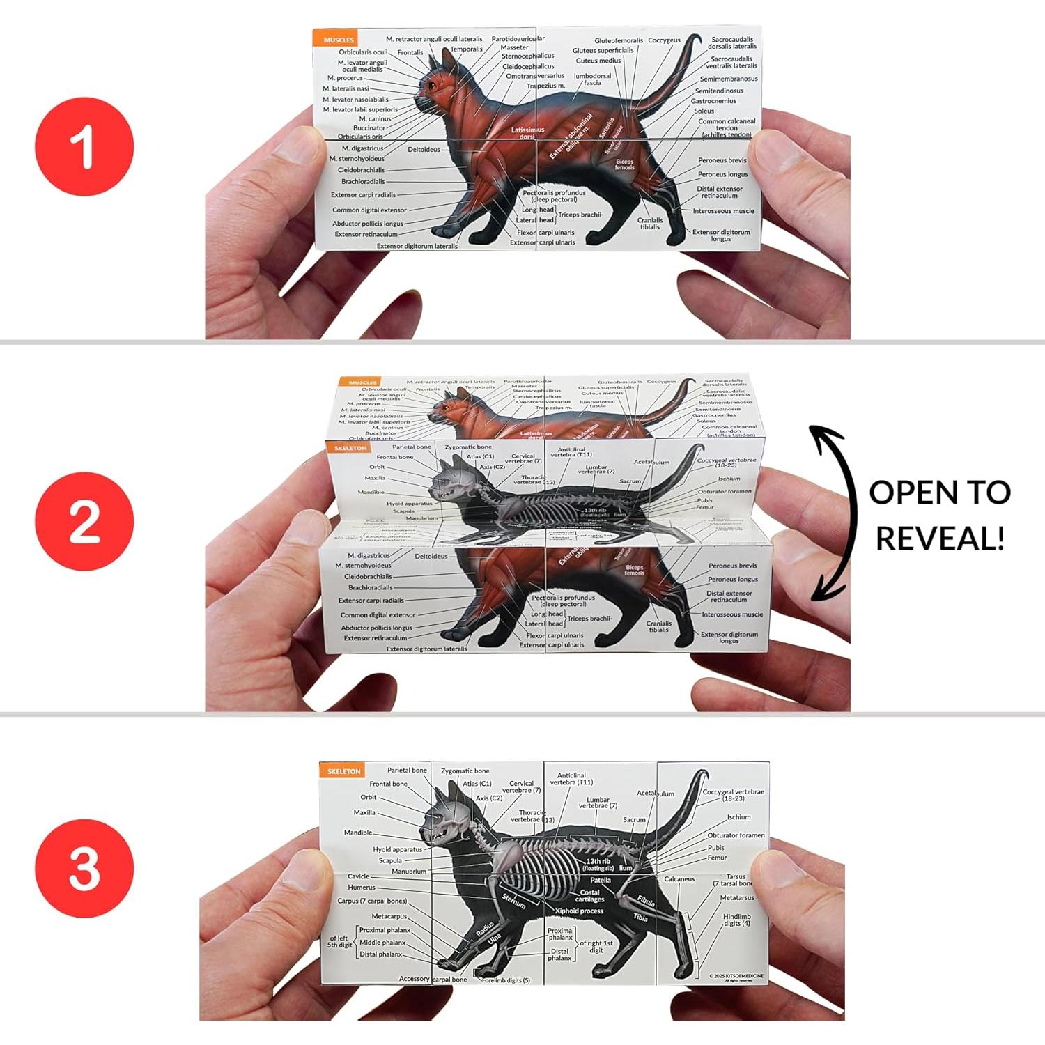 Cubo de Anatomía Felina 3D Kits de Medicina - Estudio Interactivo