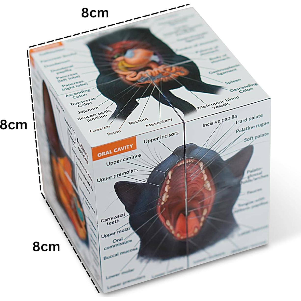 Cubo de Anatomía Felina 3D Kits de Medicina - Estudio Interactivo