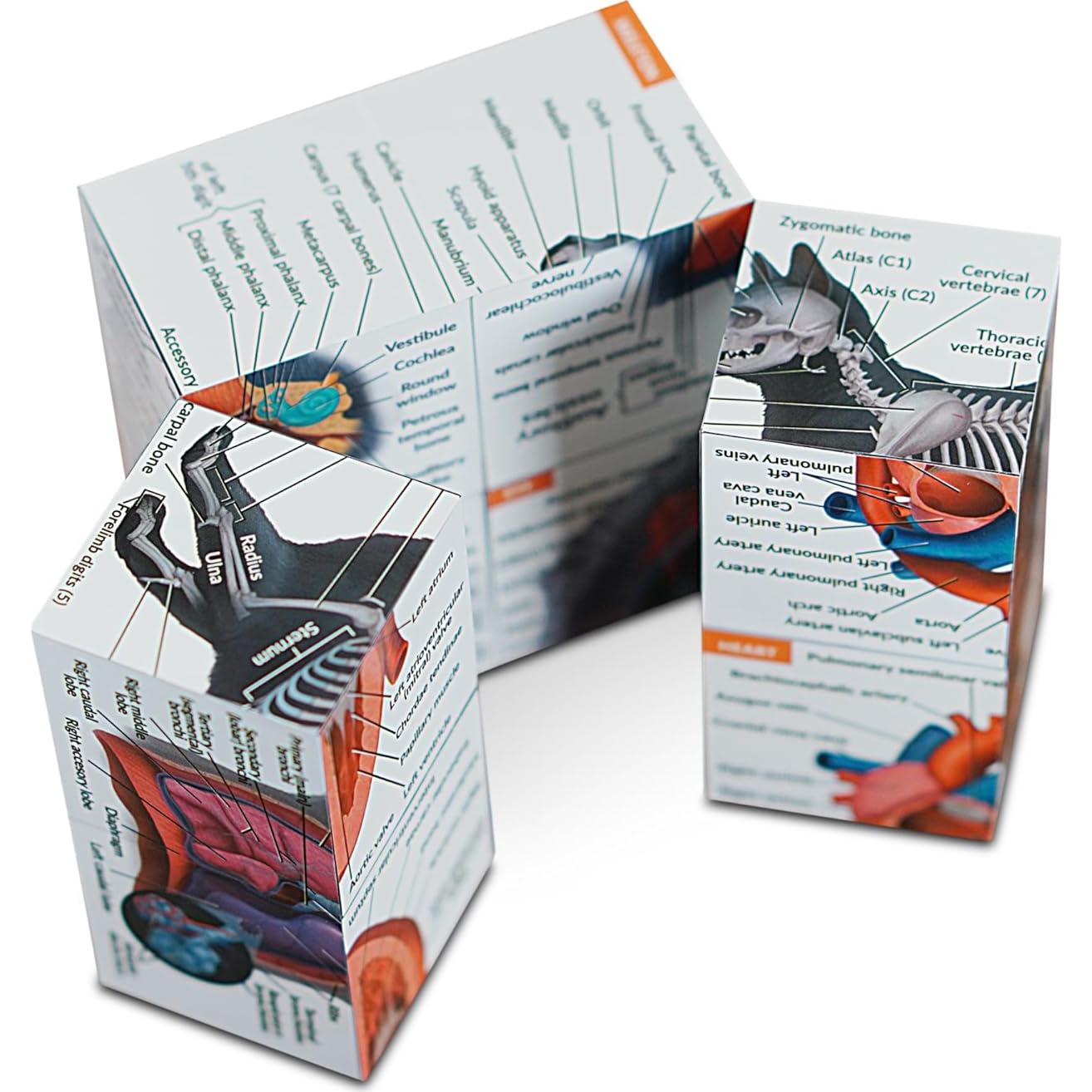 Cubo de Anatomía Felina 3D Kits de Medicina - Estudio Interactivo