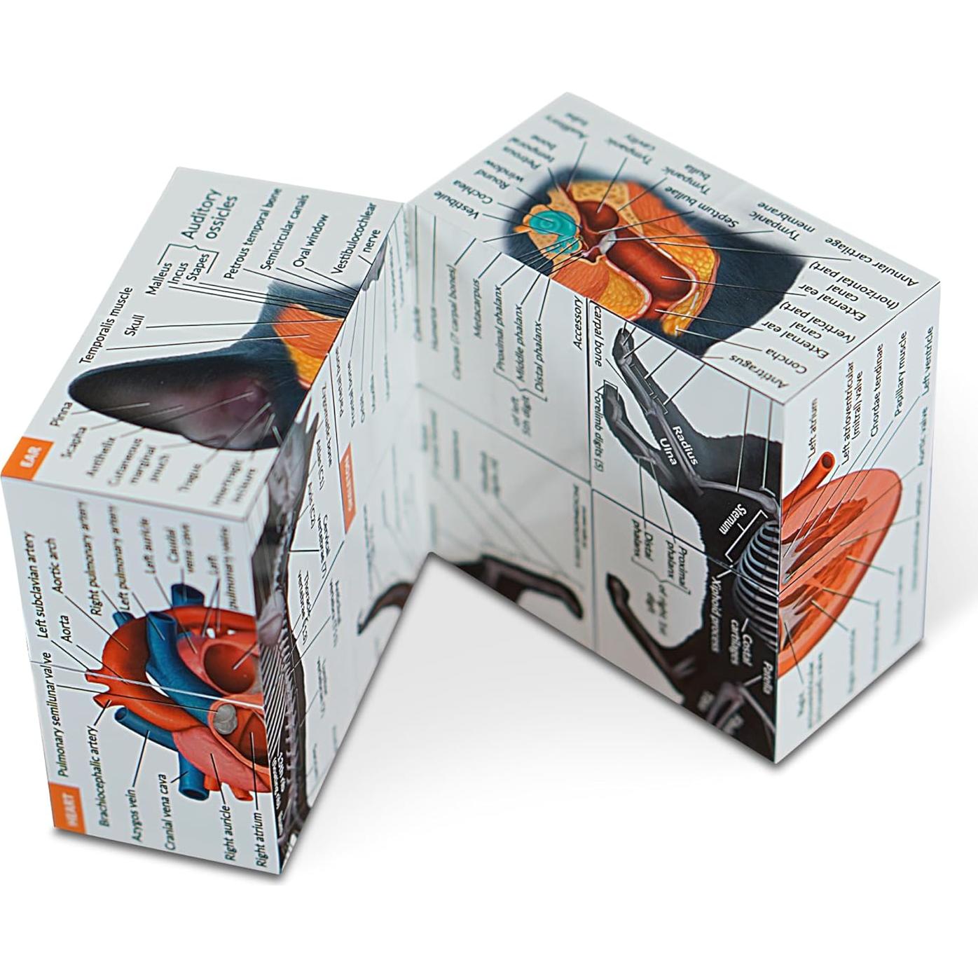 Cubo de Anatomía Felina 3D Kits de Medicina - Estudio Interactivo