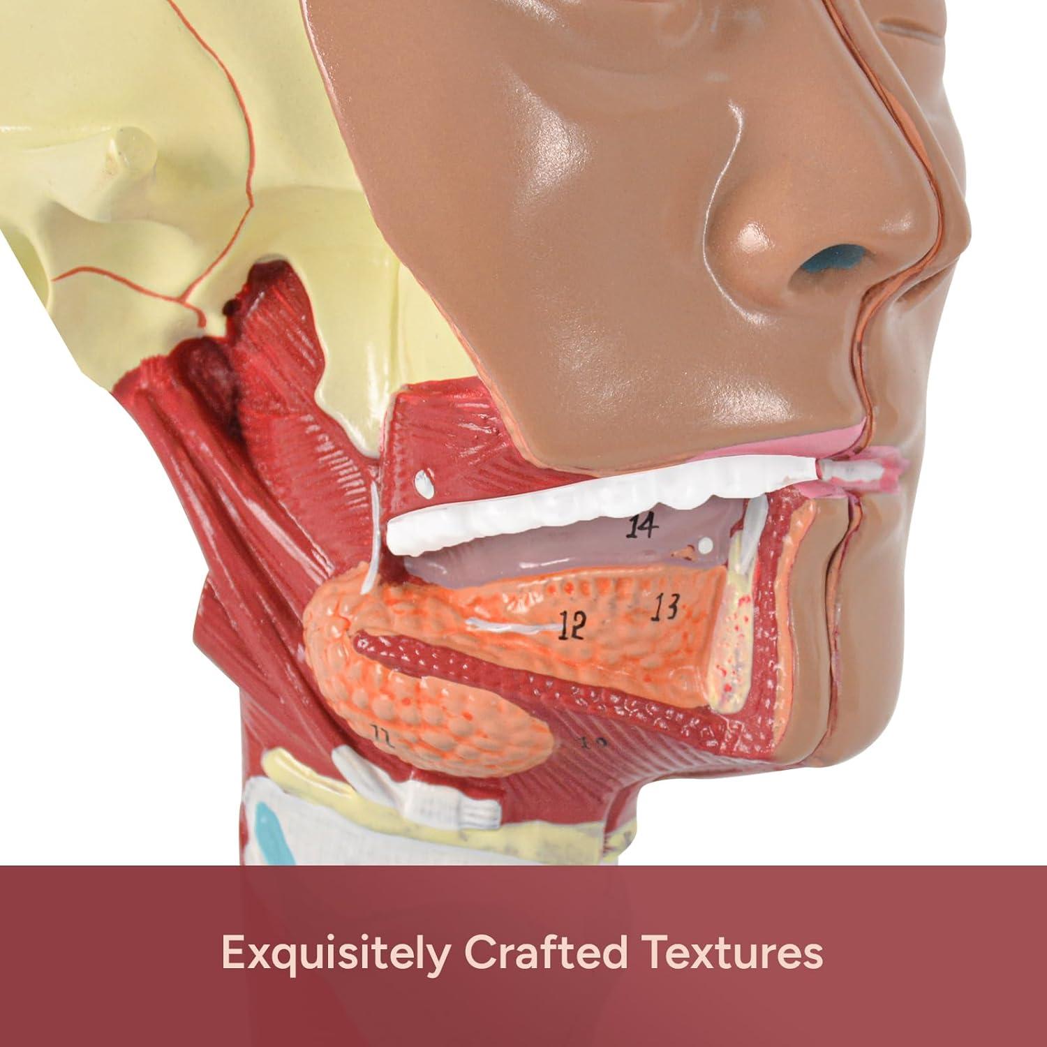 Modelo Anatómico Laringeo Desmontable Simedutech 17.78x15.24cm