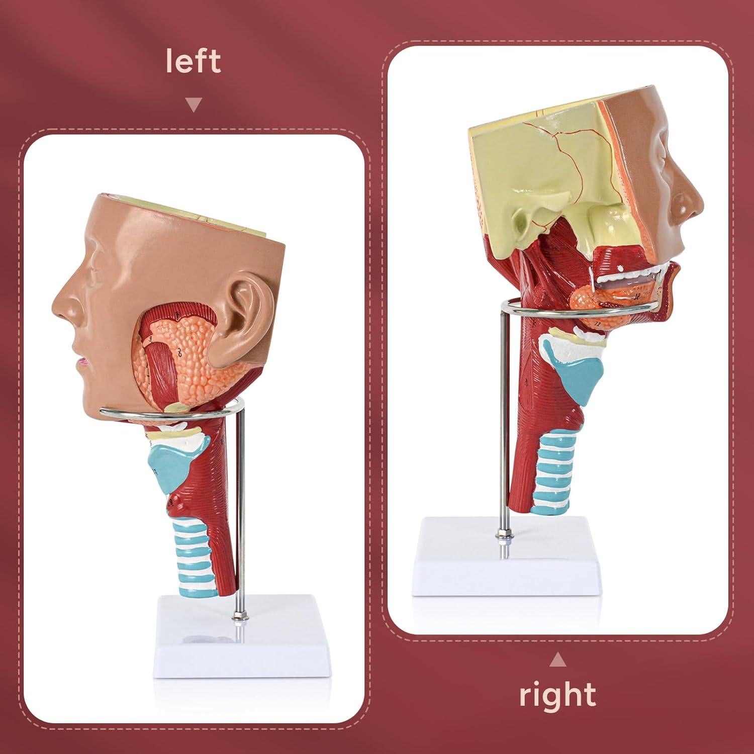 Modelo Anatómico Laringeo Desmontable Simedutech 17.78x15.24cm