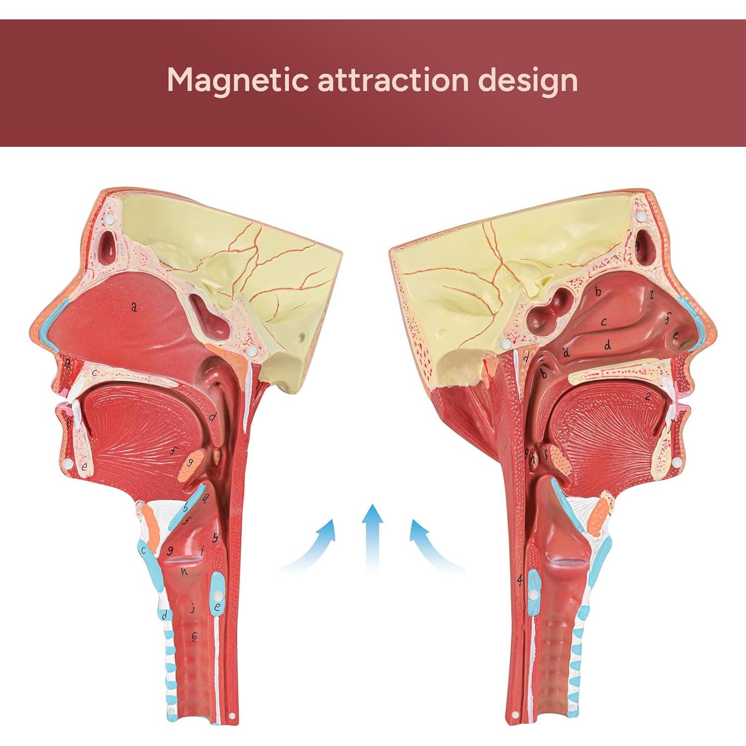 Modelo Anatómico Laringeo Desmontable Simedutech 17.78x15.24cm