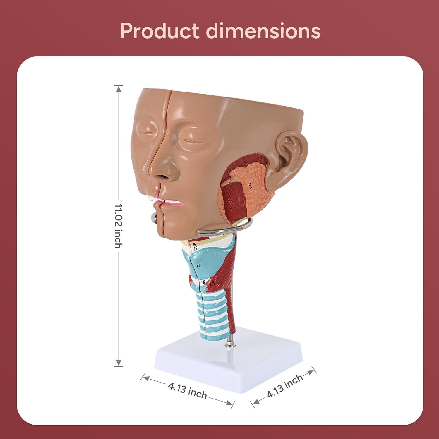 Modelo Anatómico Laringeo Desmontable Simedutech 17.78x15.24cm