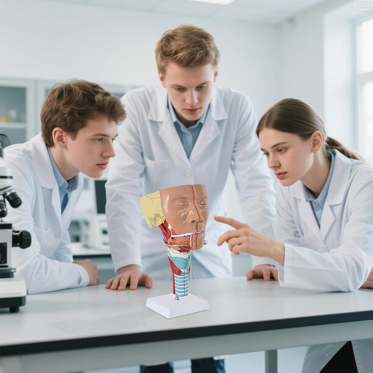 Modelo Anatómico Laringeo Desmontable Simedutech 17.78x15.24cm