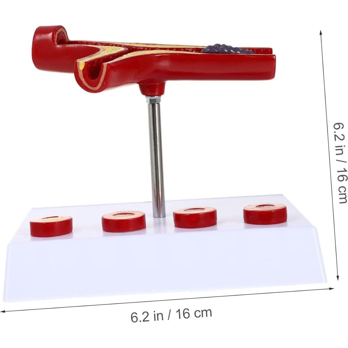 Modelo Anatómico Cardiovascular FELTECHELECTR 17.97x15.98 cm