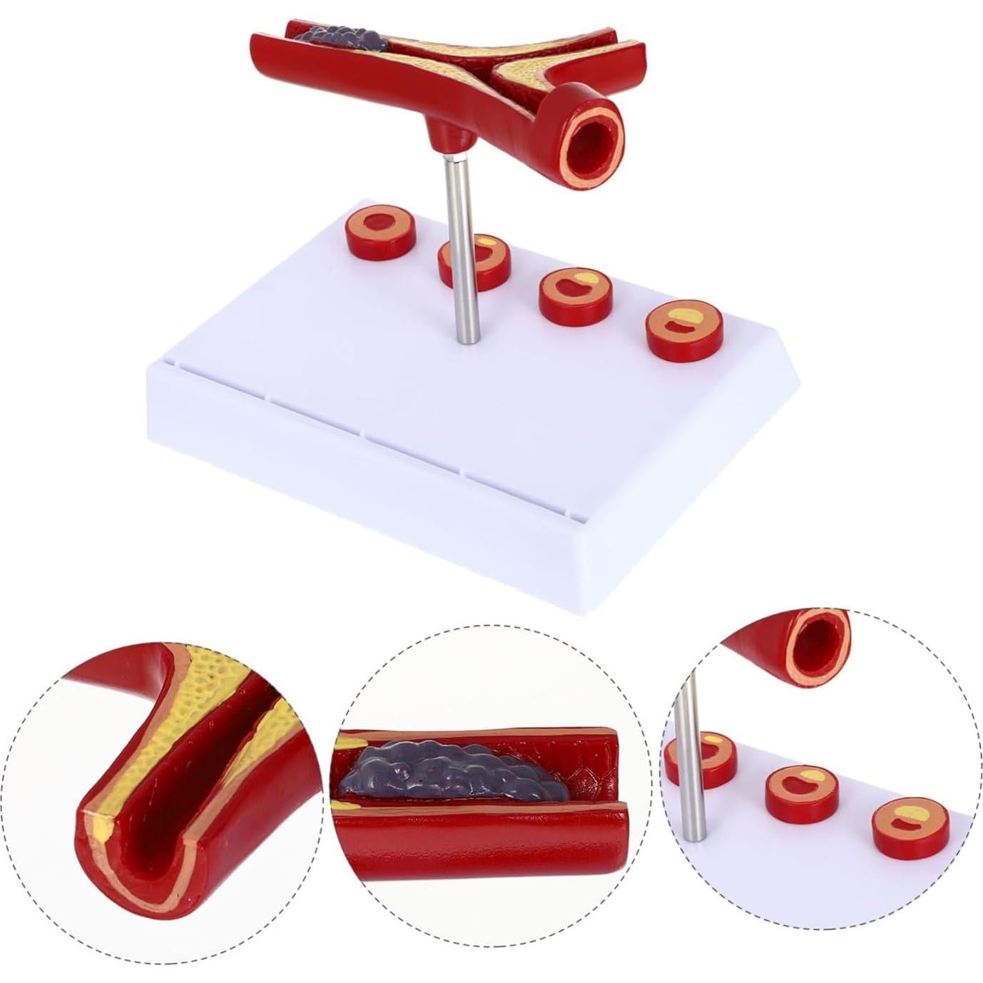 Modelo Anatómico Cardiovascular FELTECHELECTR 17.97x15.98 cm