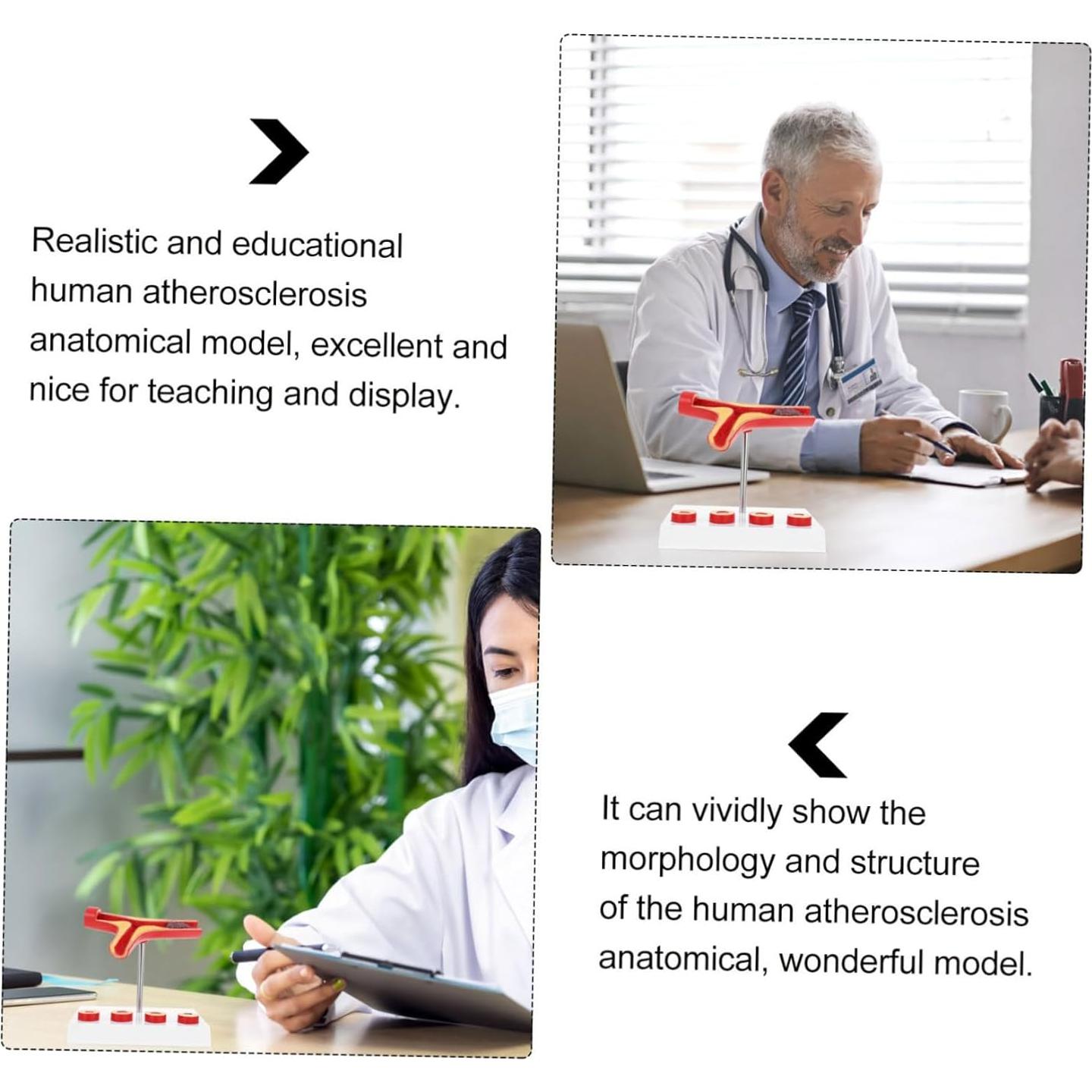 Modelo Anatómico Cardiovascular FELTECHELECTR 17.97x15.98 cm