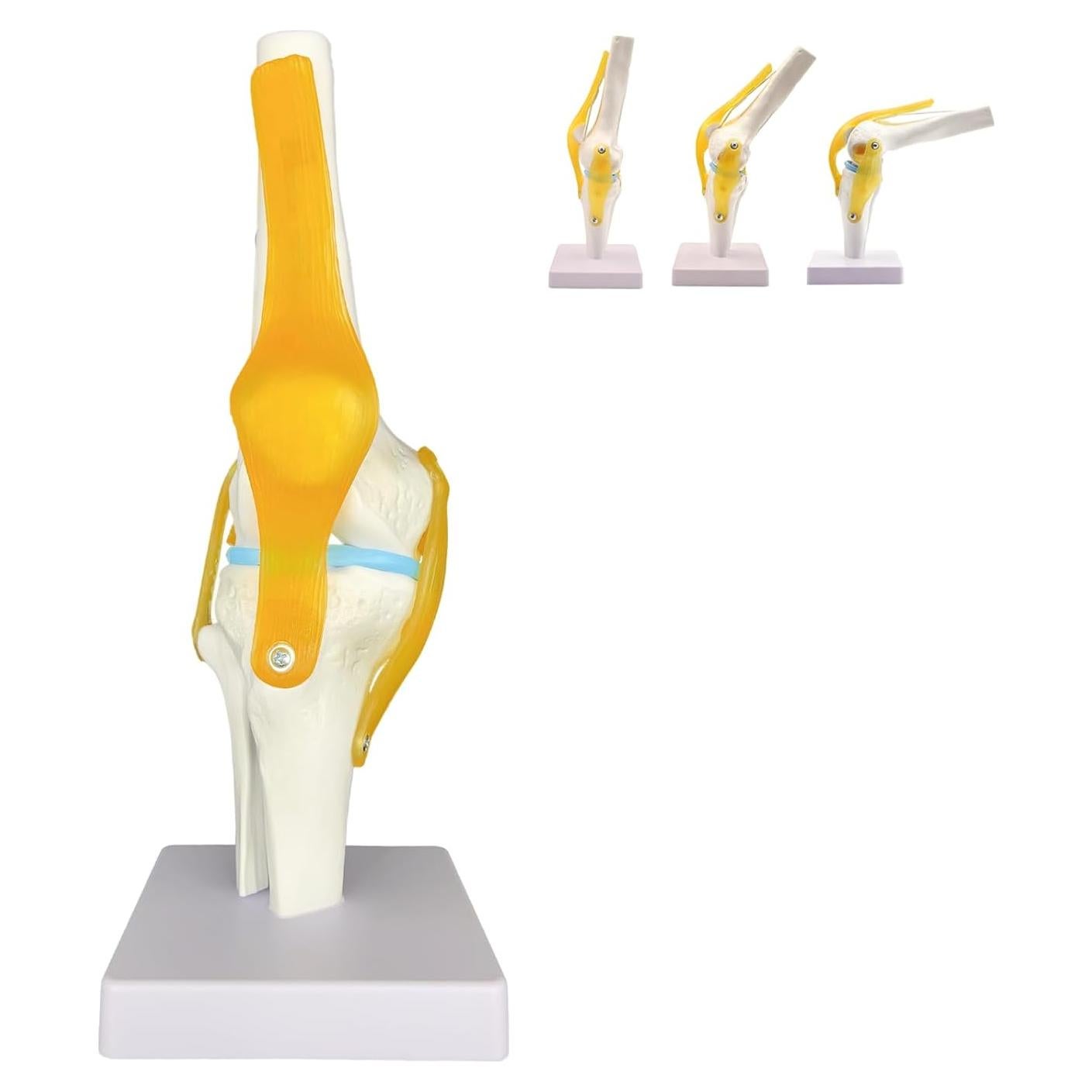 Modelo Anatómico de Rodilla Humana 1:1 con Ligamentos SHILAIYUNZ