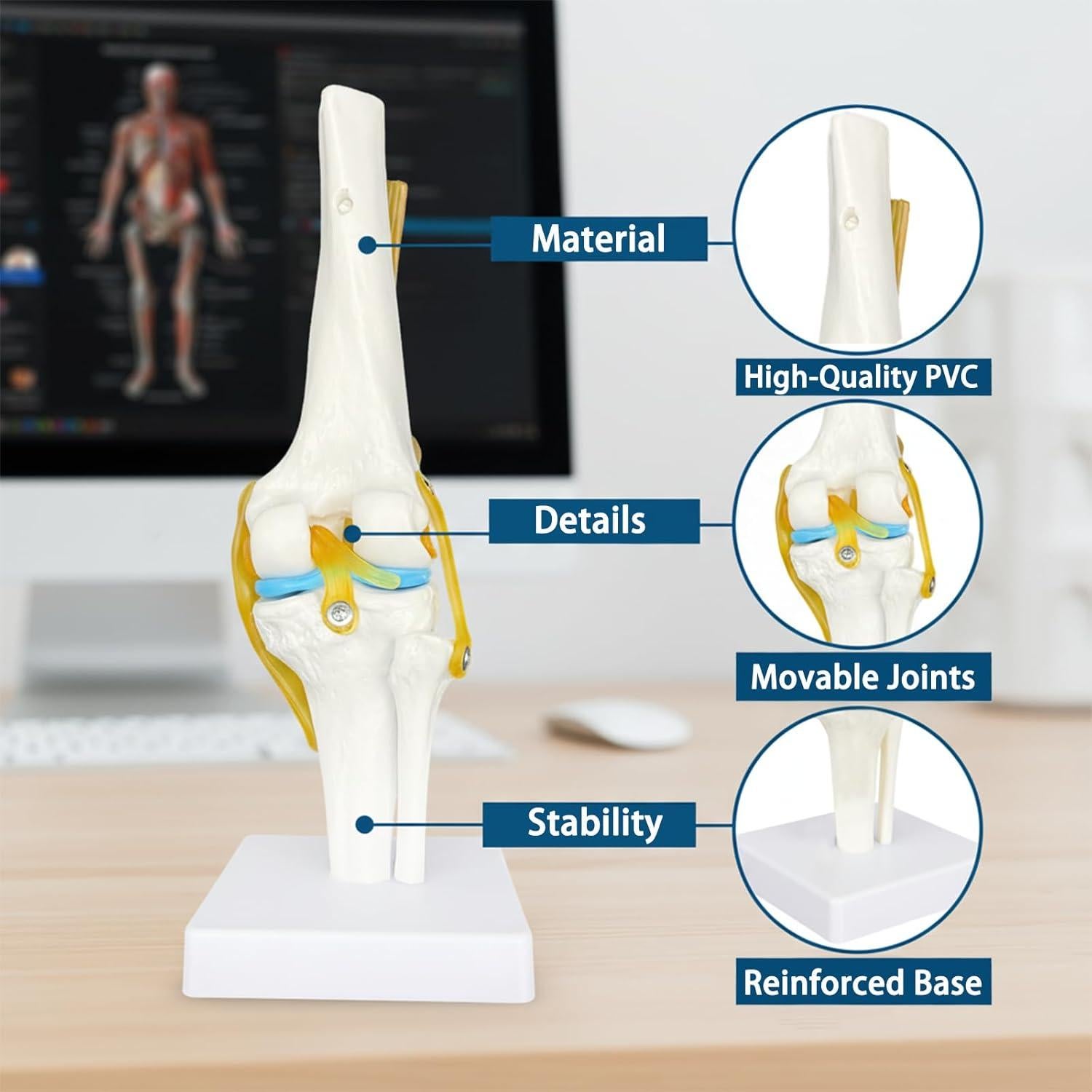 Modelo Anatómico de Rodilla Humana 1:1 con Ligamentos SHILAIYUNZ
