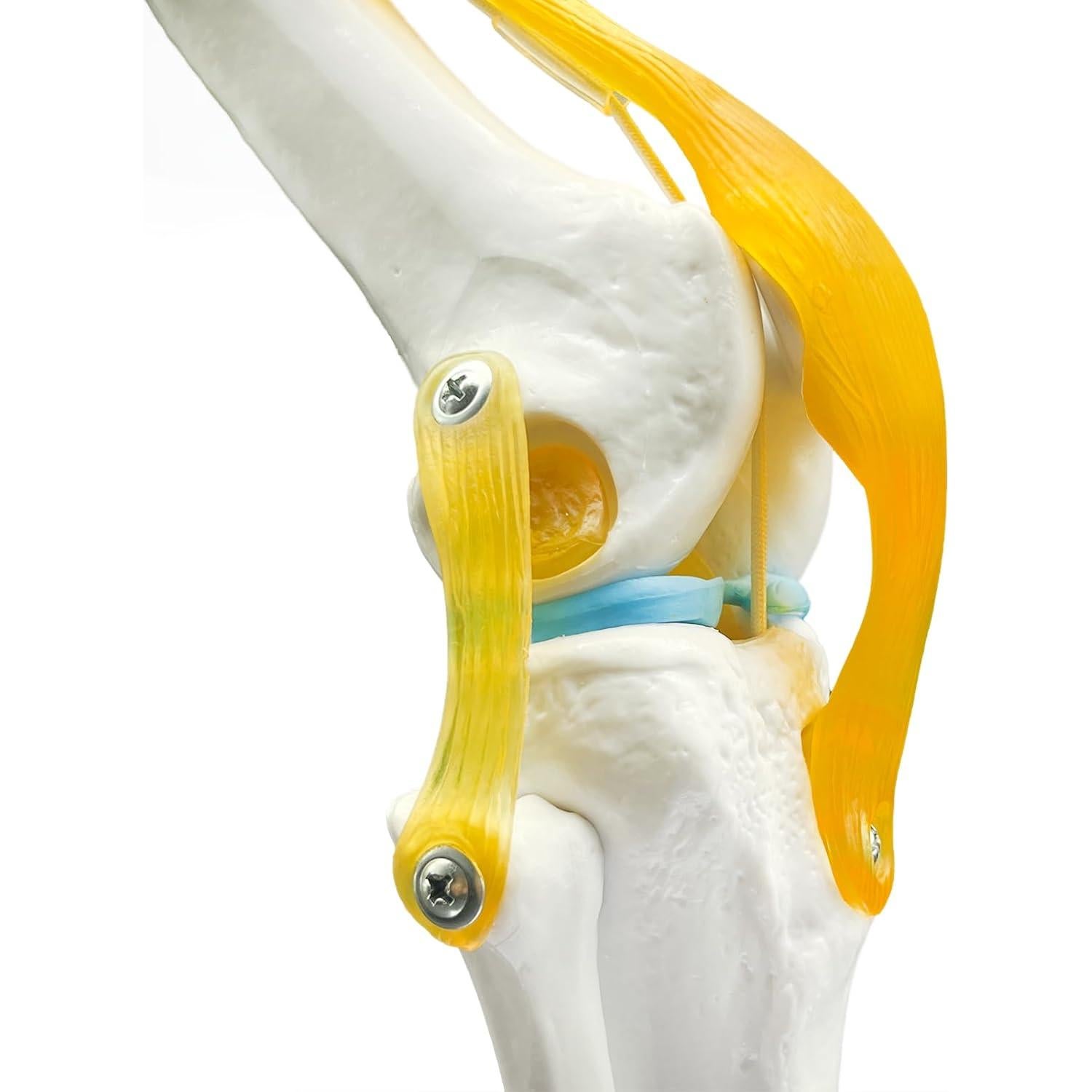 Modelo Anatómico de Rodilla Humana 1:1 con Ligamentos SHILAIYUNZ